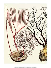 Albertus seba cabinet of curiosities. Sea Whip Coral Cabinet Of Natural Curiosities 1734 1765 Posters Albertus Seba Allposters Com