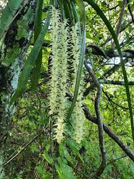 Image result for Tridactyle filifolia