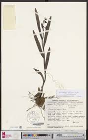 Image result for Polystachya albescens