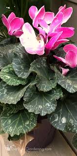 We did not find results for: Cyclamen Plant Care Guide How To Care And Look After Cyclamen