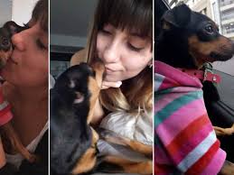 Una joven perdió a su perra hace un mes y ofrece 30 mil pesos y un auto  como recompensa