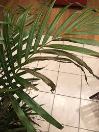 My Areca Palm Is Dying Gardening Landscaping Stack Exchange
