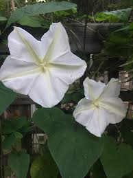 Buchen sie ihre nächste ferien online! Flowers Moon Select Sparkling Floawer