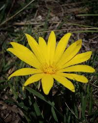 Image result for Gazania krebsiana