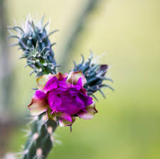 Jumping cholla is a type of cacti. Cholla Cactus Blooms Burnt Umber Arts