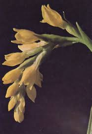 Image result for Schizochilus