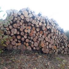Vidal bois est une société de courniou entre béziers et mazamet qui dispose d'une exploitation forestière permettant la vente de stère de bois à le prix moyen en france est 68,4€. Creer Son Entreprise De Vente De Bois De Chauffage Actualite Forestiere Taure