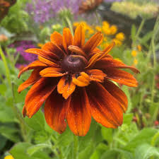 Image result for Rothia hirsuta