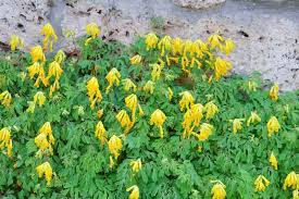 Image result for Corycium