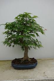 This image is available to license exclusively through getty images: Lot Art Japanese Maple Bonsai Acer Palmatum 55 50 Cm Japan