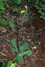 Image result for Gynura pseudochina