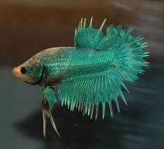Learn about 10 different fish that can live with betta fish as friendly companions. Pin On Fishy Fishy