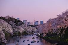 A Night in Japan and South Korea