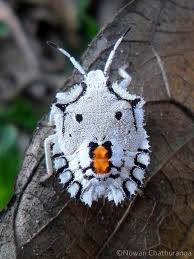 By Nuwan Chathuranga Beautiful Bugs Insects Weird Animals