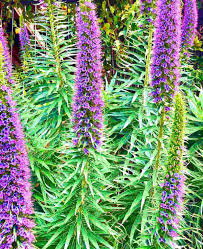 Image result for Echium