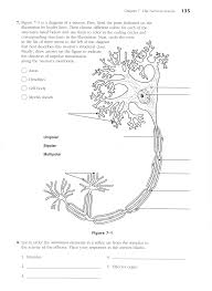 Organization nervous system subdivision that is composed of the brain chapter 7 the nervous.pdf the nervous 7 chapter outline system w 190 chapter 7 the nervous system the nervous system is categorized by function and. Http Www Wedgwoodsci Com Uploads 5 9 3 1 5931632 Ch7 The Nervous System Pdf