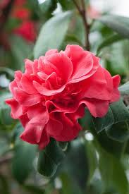 Camellia Japonica Woodsii Alan Buckingham Flowers Beautiful Flowers Artificial Flowers