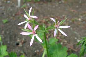 Image result for Pelargonium alchemilloides