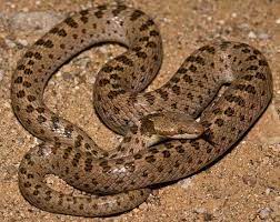 Desert Night Snake Snake Reptiles Deserts