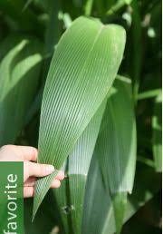 Image result for Melinis tenuissima