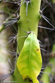 Image result for Pereskia