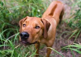 5 Dangers Du Printemps Pour Le Chien En 2020 Chien Plantes Toxiques Animaux