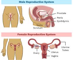 Image result for female sex organ