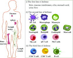 The Effects Of Biological Self Restore As An Immune System Booster On Nonspecific Resistance Of The Organ Lymphatic System Immune System Immune System Boosters