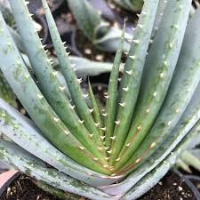 Image result for Aloe suprafoliata