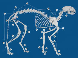 About a week ago, a motorcycle bumped my cat, so i brought him to the veterinary, and doctor said, he had a problem with his back bones. I Think My Cat S Spine Is Crooked Paws And Effect