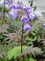 Trending restaurants florals & gifts by albertsons rite aid krispy kreme jersey mike's subs pieology pizzeria. Polemonium Heaven Scent Bluestone Perennials