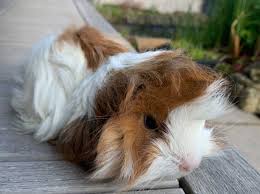 Handsome Baby Peruvian Guinea Pig In Wokingham Rg40 On Freeads Classifieds Guinea Pigs Classifieds