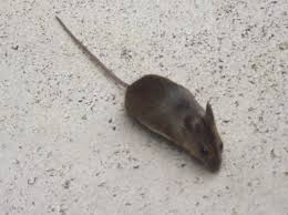 Maybe you would like to learn more about one of these? Little Gray Mouse With Short Tail Dals Wildlife Site Wildlife Of Northern England Mouse Animals Northern England