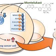 Illustration Of The Mechanism Through Which Montelukast Induced The Download Scientific Diagram