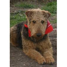 They are utd on shots and dewormings. Airedale Terrier Breeders Nc
