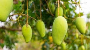 Indonesia memiliki beberapa jenis mangga khas yang sangat populer di masyarakat. 8 Tips Membuat Pohon Mangga Berbuah Lebat Di Rumah Rumah Com