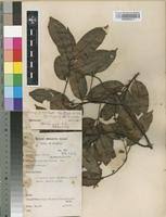 Image result for Orthopichonia