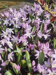 Image result for Scilla achtenii