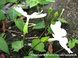 Image result for Thunbergia annua