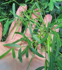 Image result for Secamone delagoensis