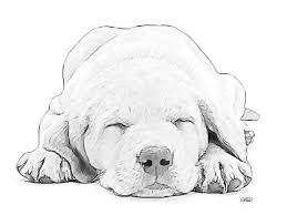 Puppy Sketch Puppy Drawing Animal Drawings