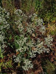 Image result for Hypericophyllum elatum