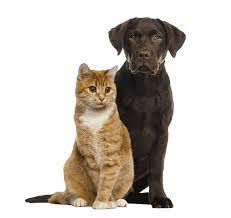 Check spelling or type a new query. Pet Transport Uk Pet Courier Service Dog Cat Taxi