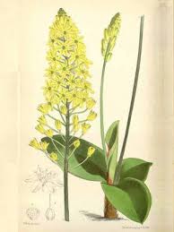 Image result for Eriosema verdickii