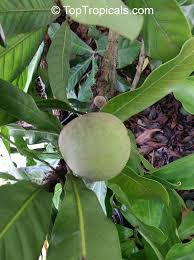 Image result for Pouteria