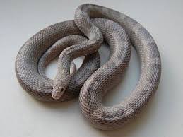 Plasma Corn Snake Corn Snake Snake Cute Reptiles