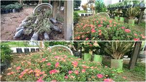 Cara mudah menanam bunga krokot ,kreatif buat d taman d depan rumah sangat mudah. Menanam Bunga Krokot Warna Warni Kreasi Taman Rumah Minimalis Ide Kreatif Cute766