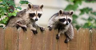 They're omnivores who eat plant foods as raccoons adapt to their environment. How To Handle Raccoons Snakes And Other Critters In Your Yard Hint Not With A Thermos Ecowatch