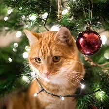 How To Keep Cats Out Of Christmas Tree How To Keep Cats Out Of Your Christmas Tree Family Handyman