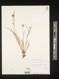 Image result for Fuirena leptostachya